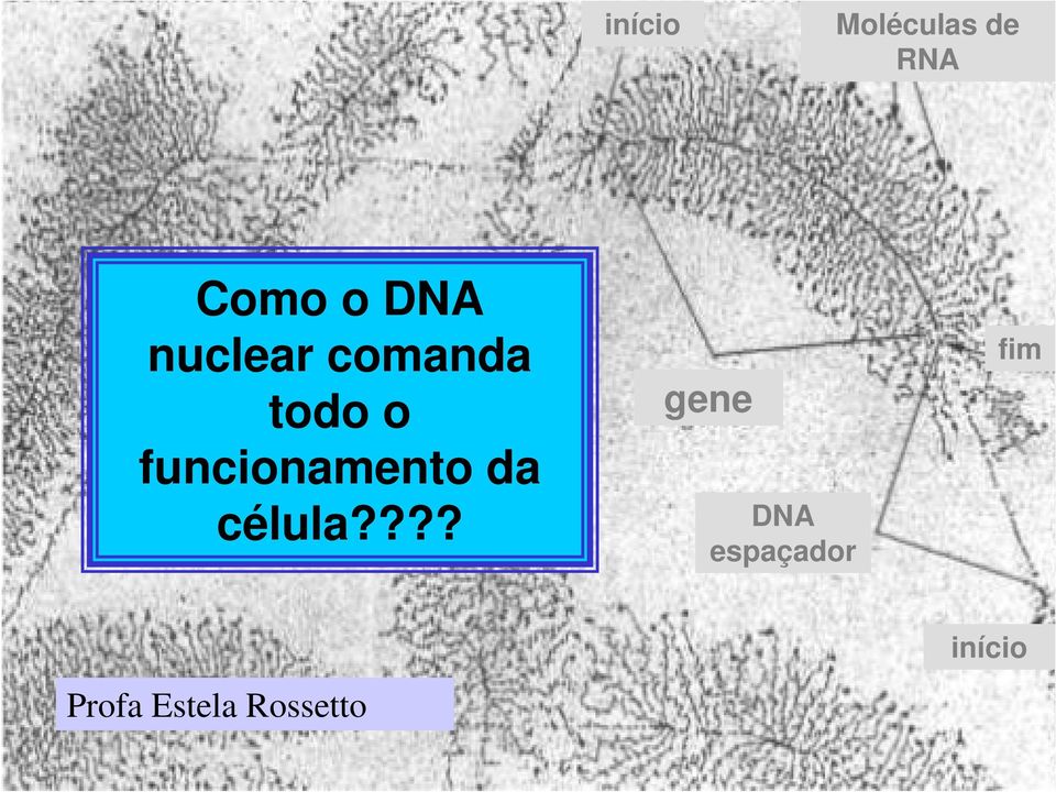 funcionamento da célula?