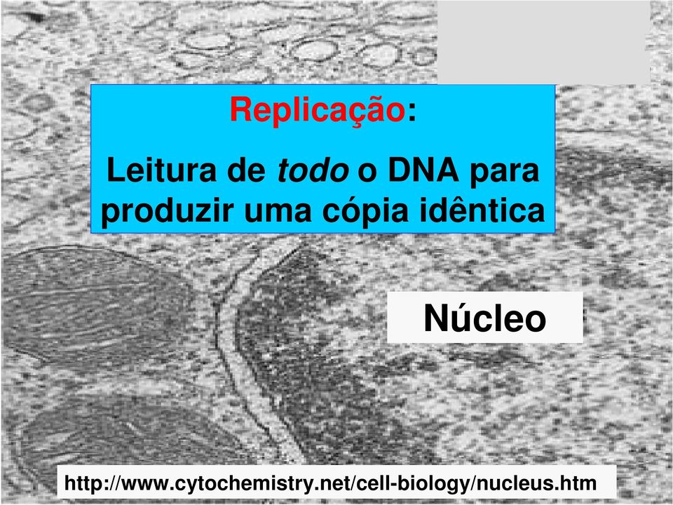 idêntica Núcleo http://www.