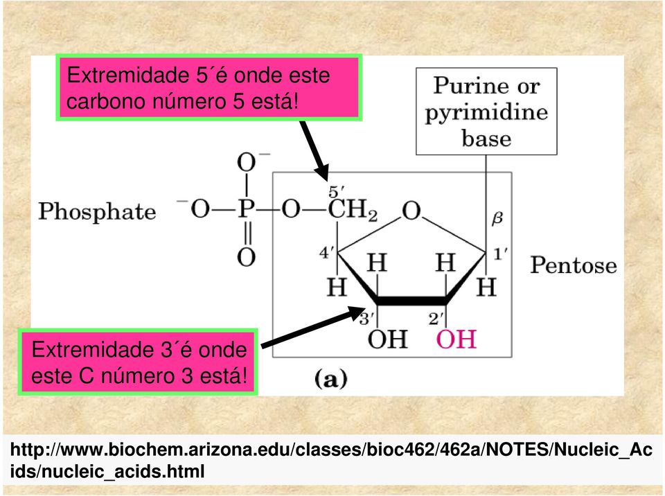 está! http://www.biochem.arizona.