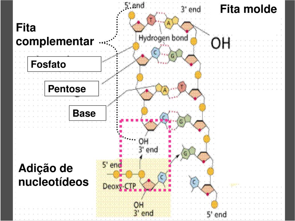 Fosfato Pentose