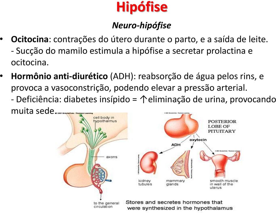 Hormônio anti-diurético (ADH): reabsorção de água pelos rins, e provoca a vasoconstrição,