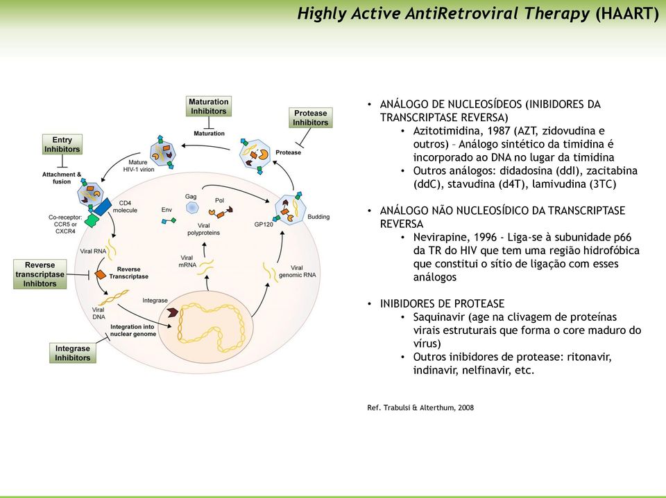 REVERSA Nevirapine, 1996 - Liga-se à subunidade p66 da TR do HIV que tem uma região hidrofóbica que constitui o sítio de ligação com esses análogos INIBIDORES DE PROTEASE