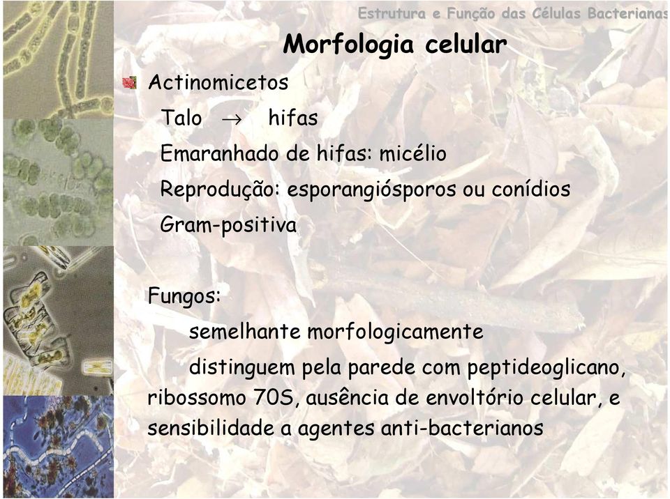 Gram-positiva Fungos: semelhante morfologicamente distinguem pela parede com