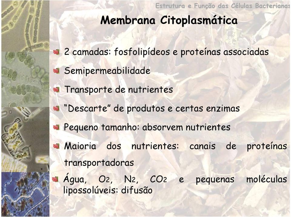 de produtos e certas enzimas Pequeno tamanho: absorvem nutrientes Maioria dos nutrientes: