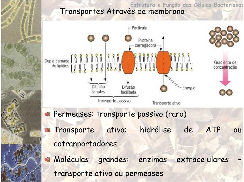 Transporte ativo: hidrólise de ATP ou cotranportadores