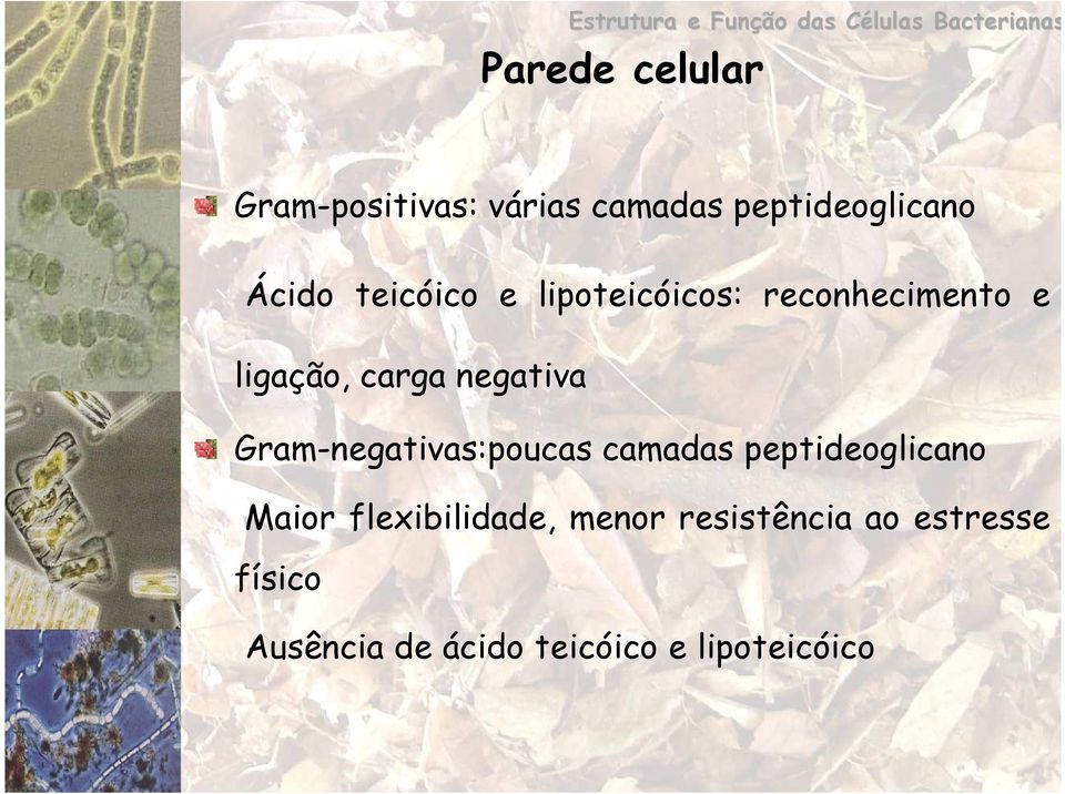 ligação, carga negativa Gram-negativas:poucas camadas peptideoglicano Maior