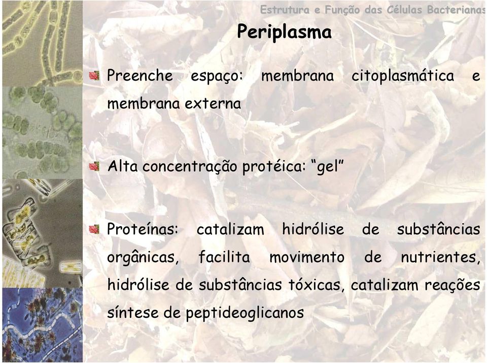 Proteínas: catalizam hidrólise de substâncias orgânicas, facilita movimento de