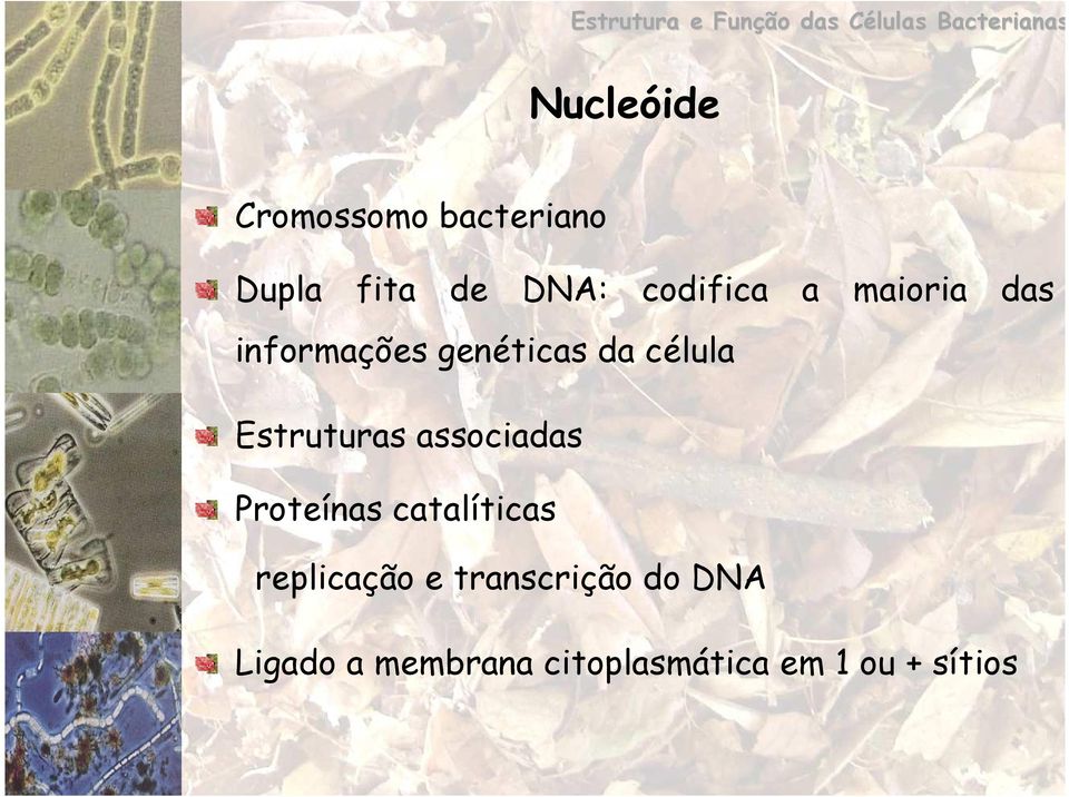 genéticas da célula Estruturas associadas Proteínas catalíticas