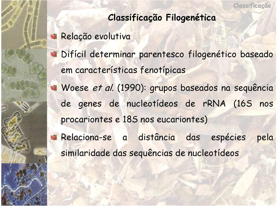 (1990): grupos baseados na sequência de genes de nucleotídeos de rrna (16S nos