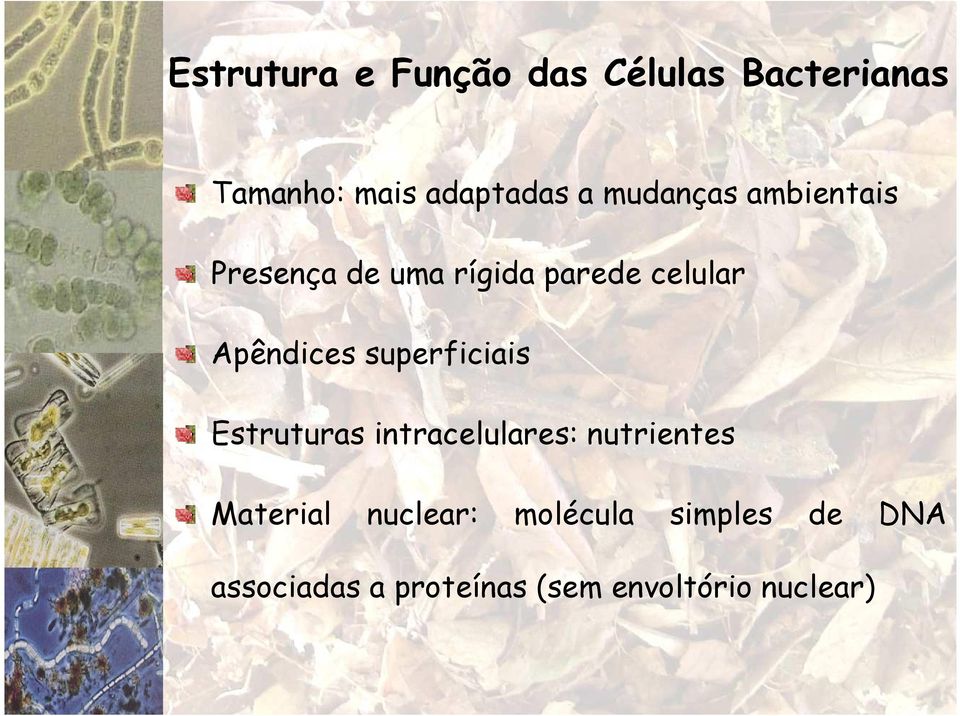 superficiais Estruturas intracelulares: nutrientes Material nuclear: