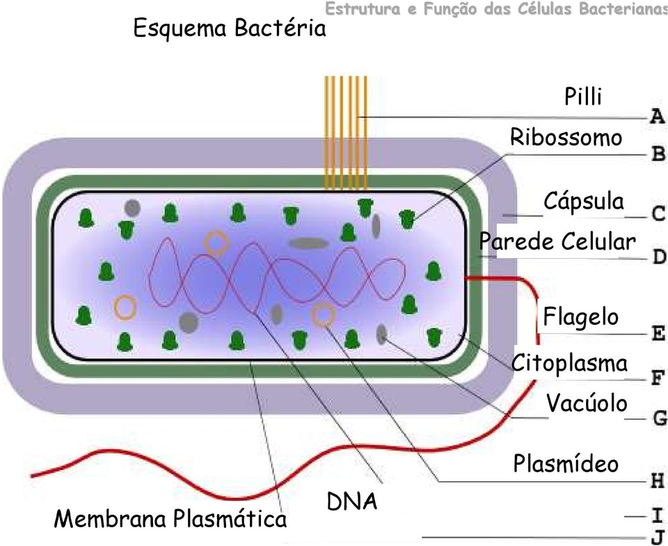 Cápsula Parede Celular Flagelo