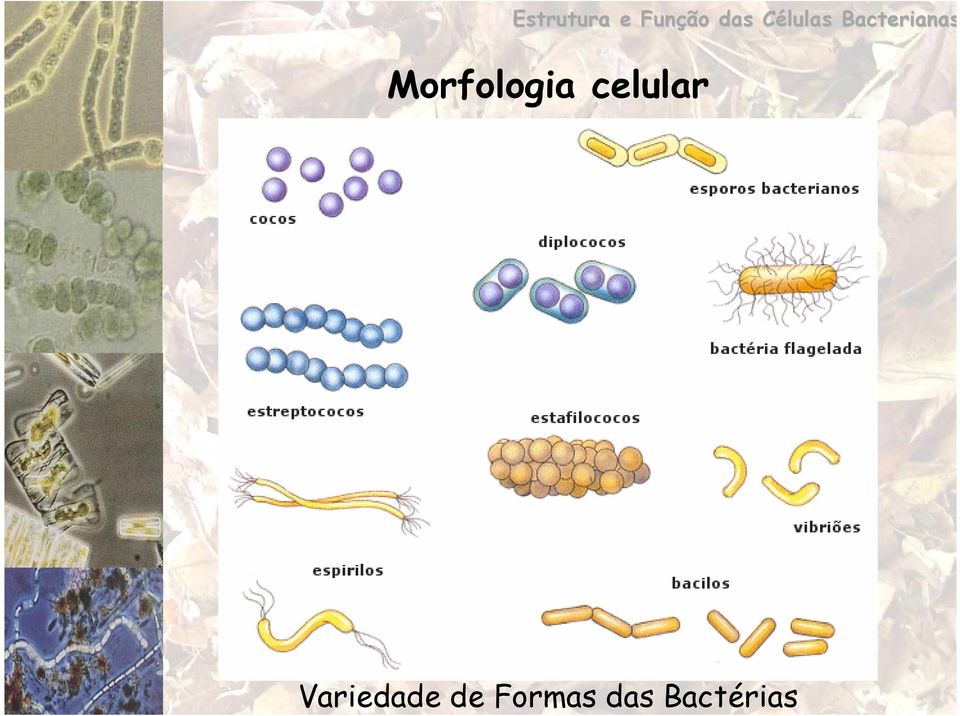 Morfologia celular