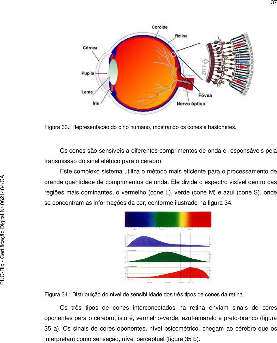 Ele divide o espectro visível dentro das regiões mais dominantes, o vermelho (cone L), verde (cone M) e azul (cone S), onde se concentram as informações da cor, conforme ilustrado na figura 34.