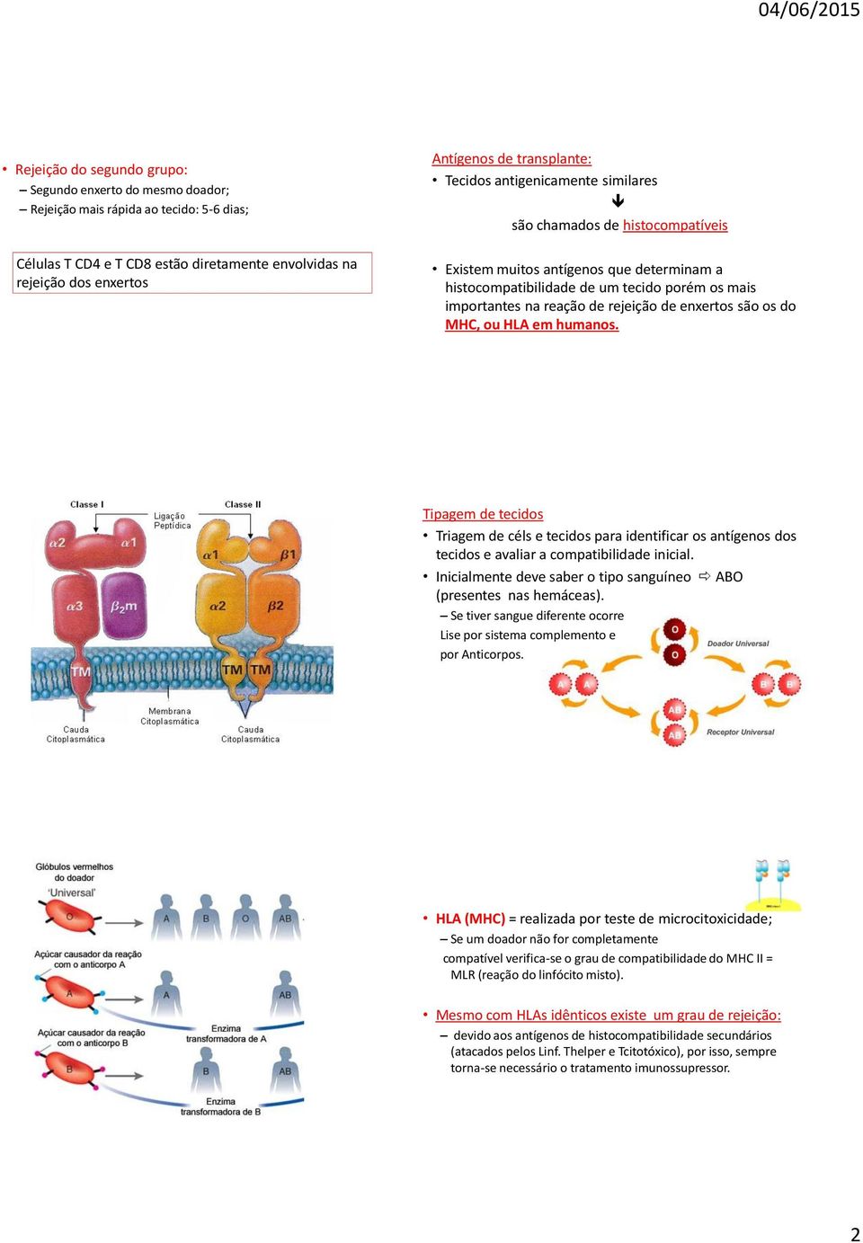 de enxertos são os do MHC, ou HLA em humanos. Tipagem de tecidos Triagem de céls e tecidos para identificar os antígenos dos tecidos e avaliar a compatibilidade inicial.