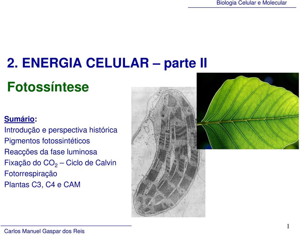 fotossintéticos Reacções da fase luminosa Fixação