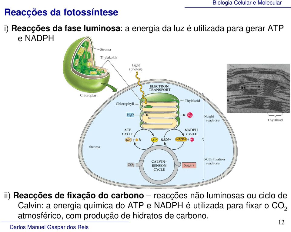 fixação do carbono reacções não luminosas ou ciclo de Calvin: a energia química do