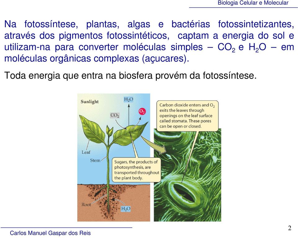 para converter moléculas simples CO 2 e H 2 O em moléculas orgânicas