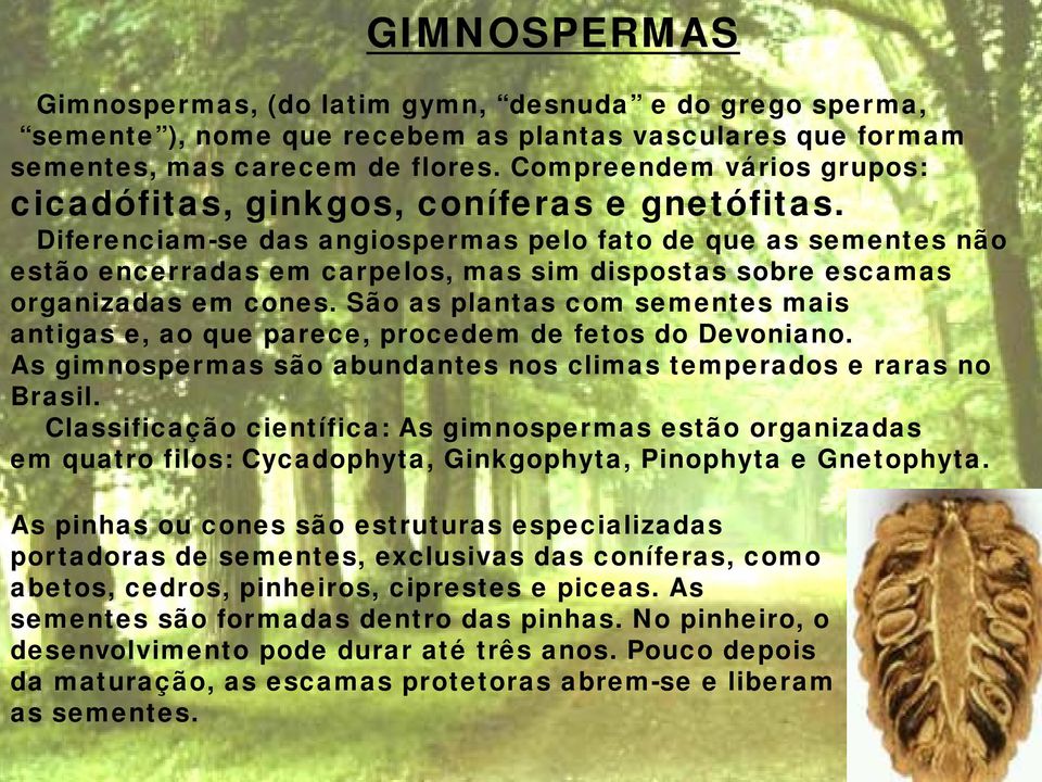 Diferenciam-se das angiospermas pelo fato de que as sementes não estão encerradas em carpelos, mas sim dispostas sobre escamas organizadas em cones.