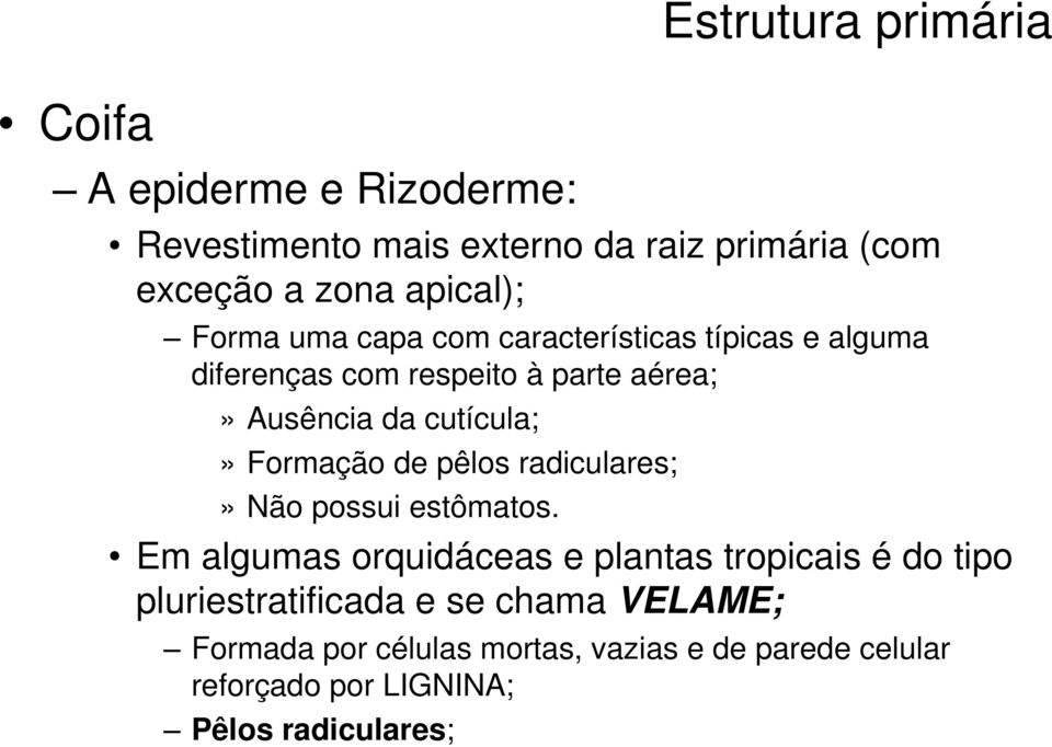 radiculares;» Não possui estômatos.