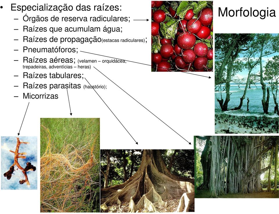 Pneumatóforos; Raízes aéreas; (velamen trepadeiras, adventícias