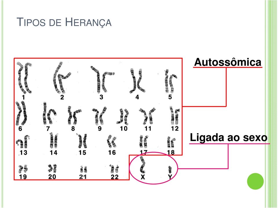 Autossômica