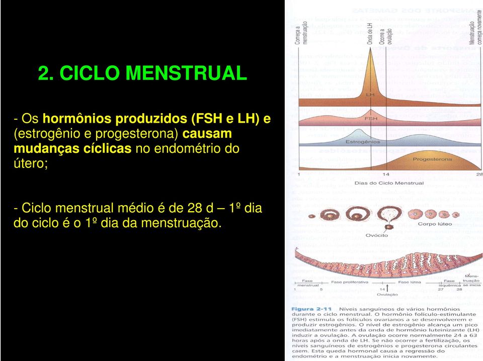 cíclicas no endométrio do útero; - Ciclo menstrual