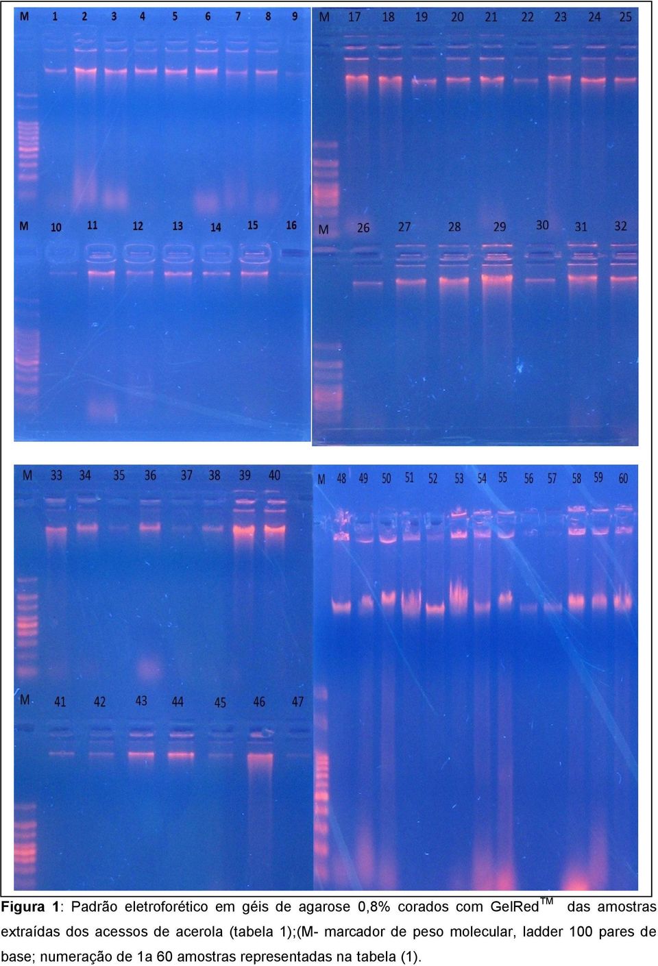 acerola (tabela 1);(M- marcador de peso molecular, ladder 100