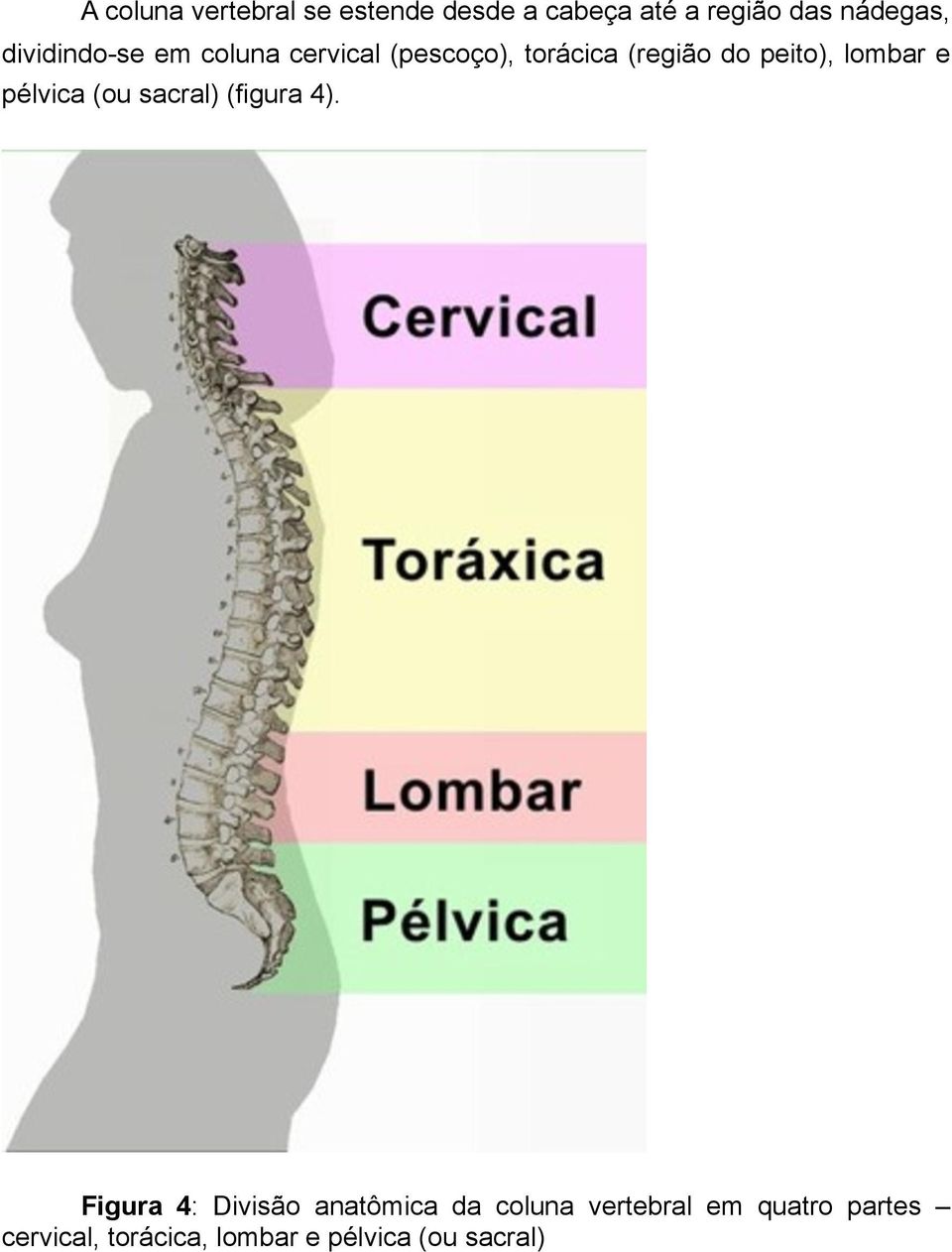 lombar e pélvica (ou sacral) (figura 4).