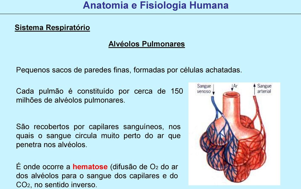 São recobertos por capilares sanguíneos, nos quais o sangue circula muito perto do ar que