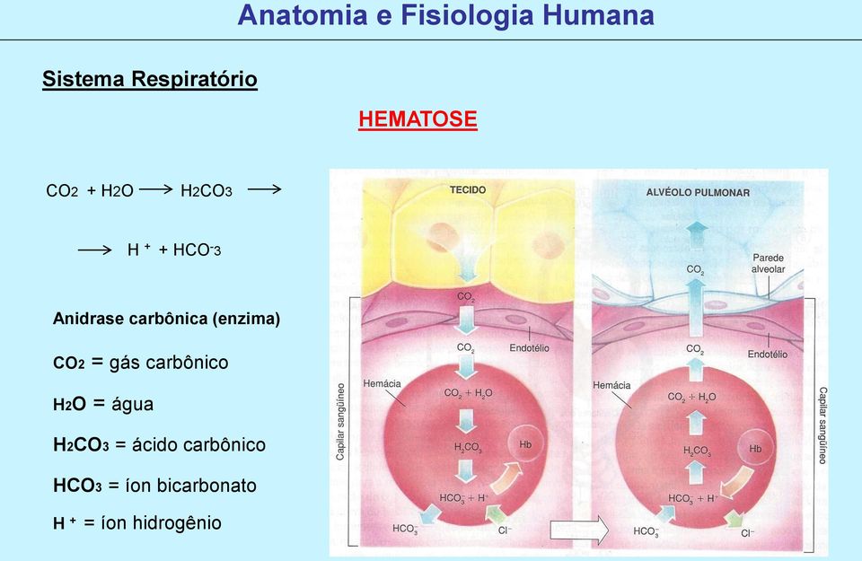 carbônico H2O = água H2CO3 = ácido