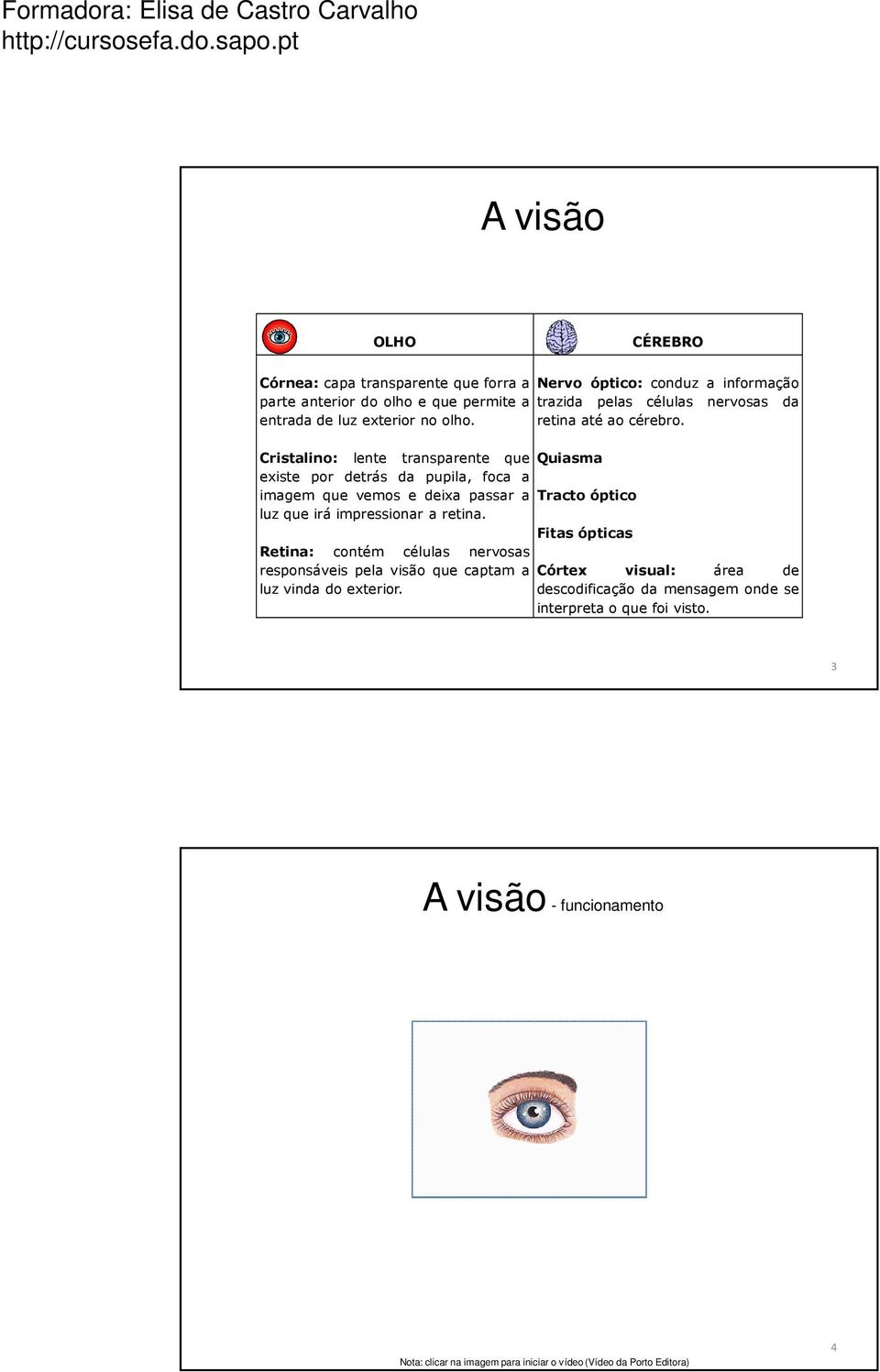 Cristalino: lente transparente que Quiasma existe por detrás da pupila, foca a imagem que vemos e deixa passar a Tracto óptico luz que irá impressionar a retina.