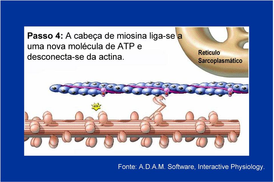 da actina.