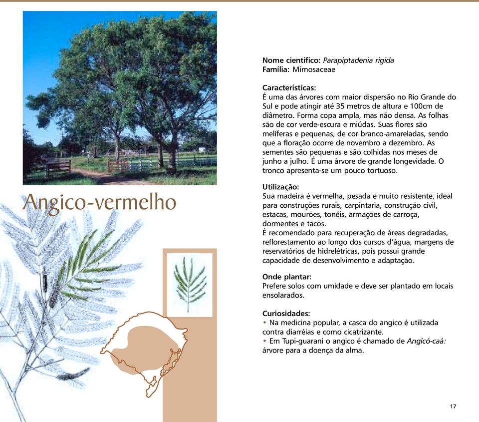 Suas flores são melíferas e pequenas, de cor branco-amareladas, sendo que a floração ocorre de novembro a dezembro. As sementes são pequenas e são colhidas nos meses de junho a julho.