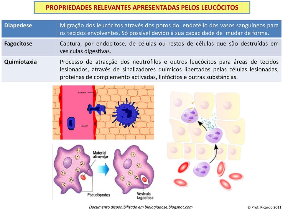 Captura, por endocitose, de células ou restos de células que são destruídas em vesículas digestivas.