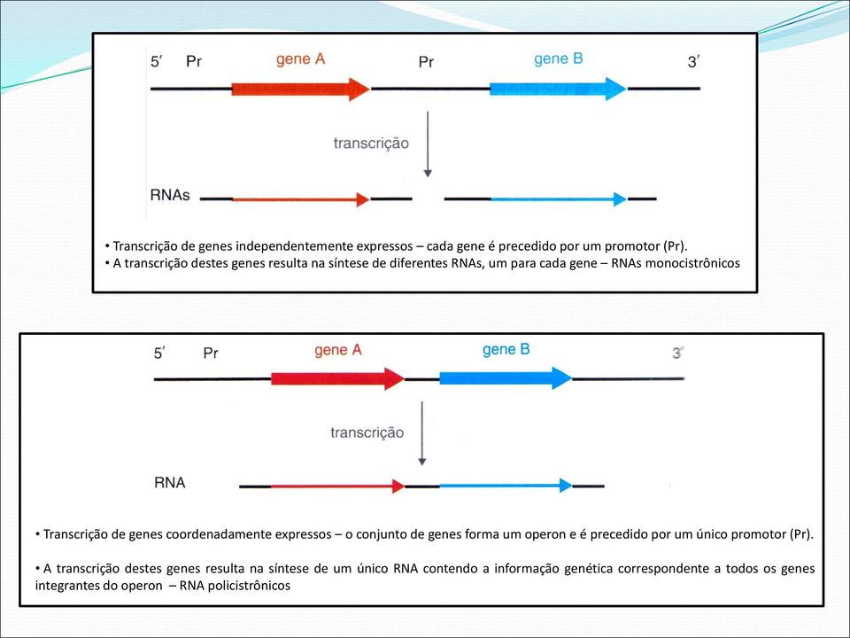 genes coordenadamente expressos o conjunto de genes forma um operon e é precedido por um único promotor (Pr).