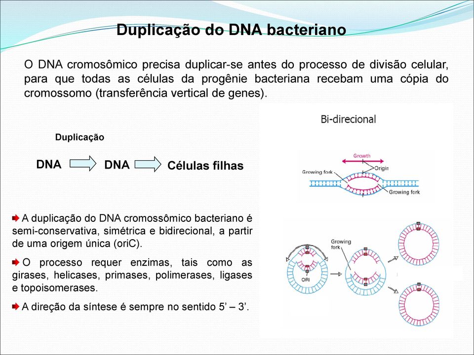 Duplicação DNA DNA Células filhas A duplicação do DNA cromossômico bacteriano é semi-conservativa, simétrica e bidirecional, a partir