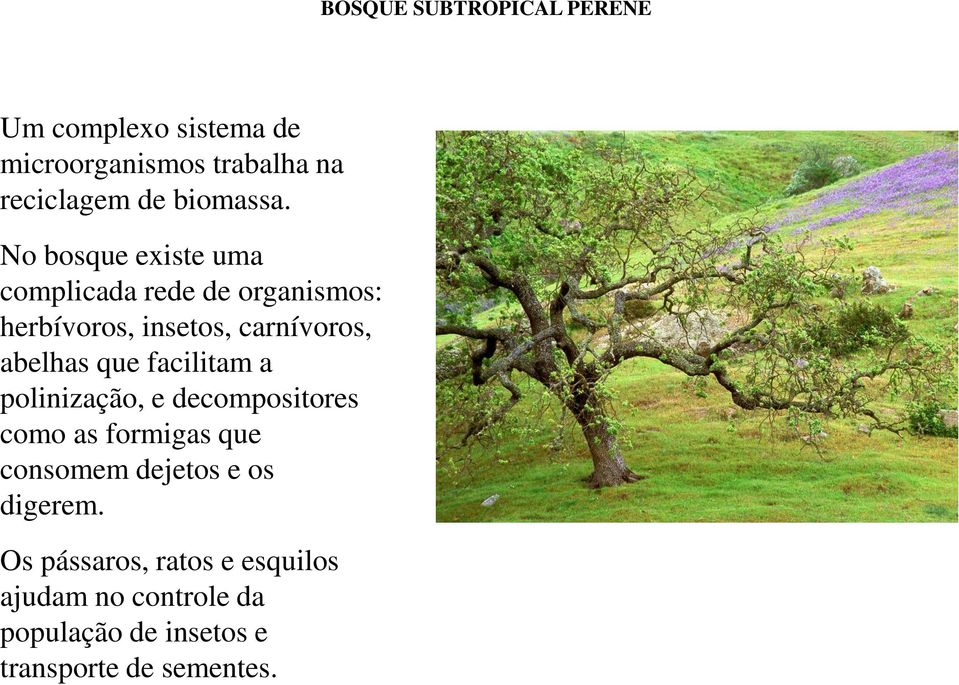 No bosque existe uma complicada rede de organismos: herbívoros, insetos, carnívoros, abelhas que