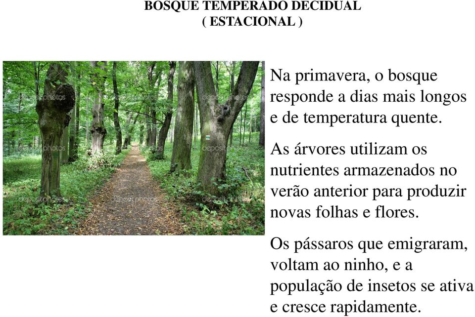 As árvores utilizam os nutrientes armazenados no verão anterior para produzir