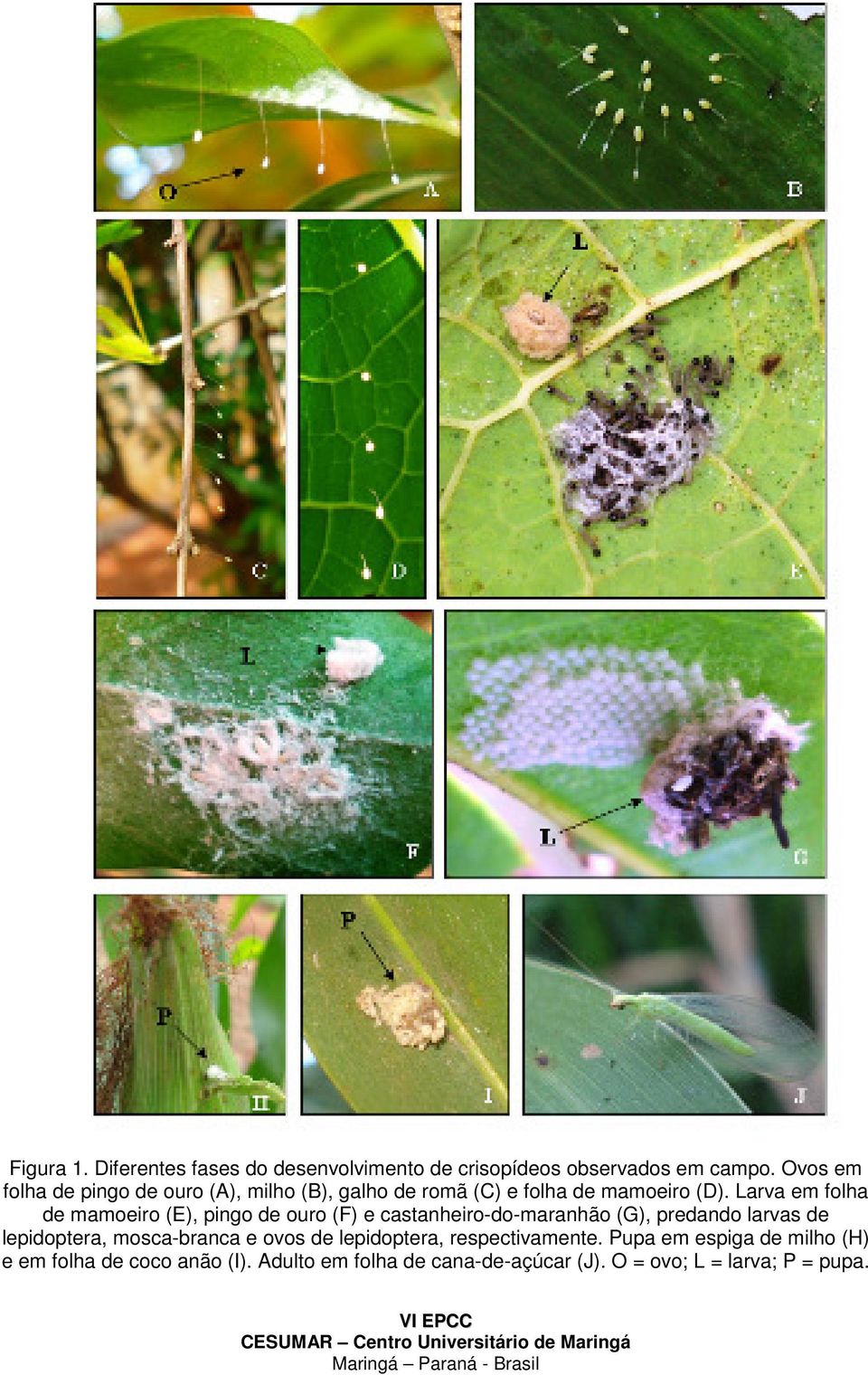 Larva em folha de mamoeiro (E), pingo de ouro (F) e castanheiro-do-maranhão (G), predando larvas de lepidoptera,