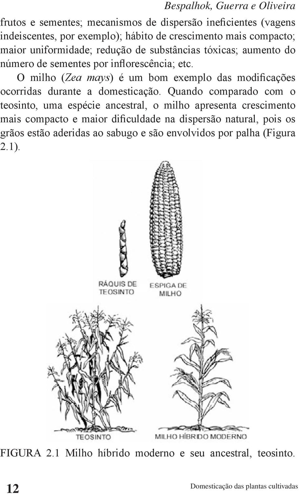 O milho (Zea mays) é um bom exemplo das modificações ocorridas durante a domesticação.