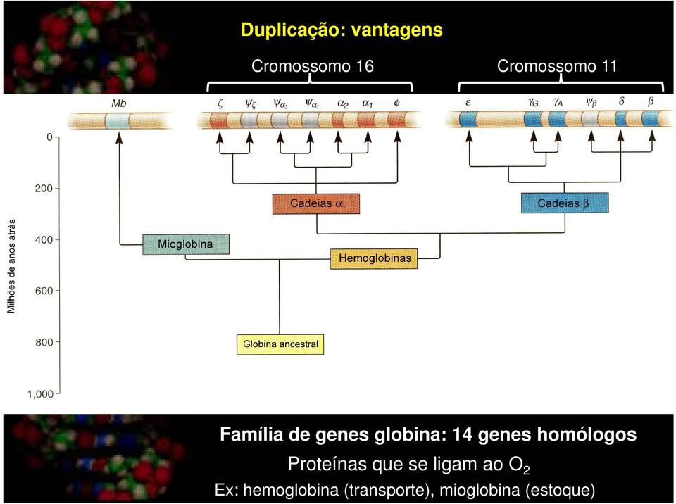 genes homólogos Proteínas que se ligam ao O