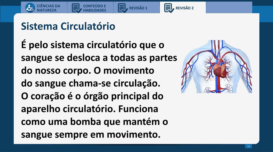 O movimento do sangue chama-se circulação.