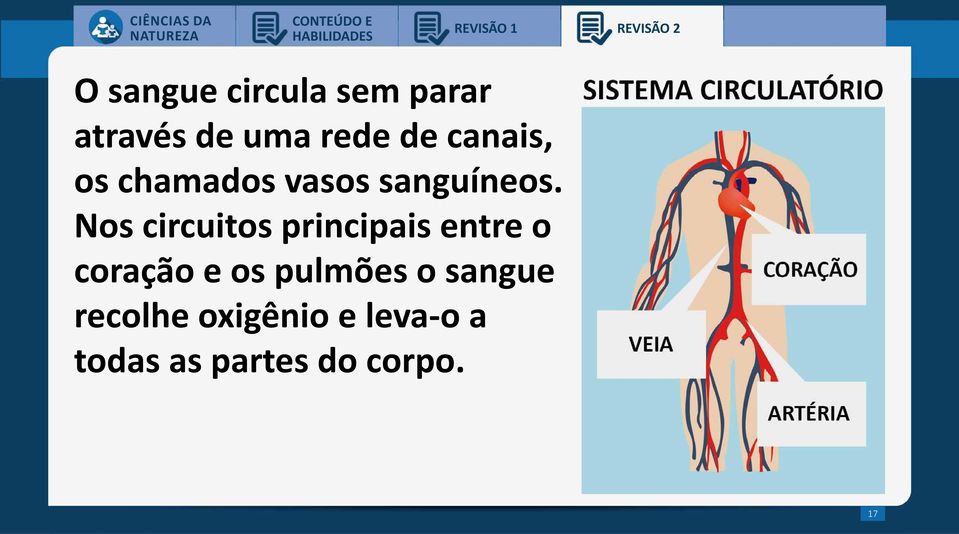 Nos circuitos principais entre o coração e os