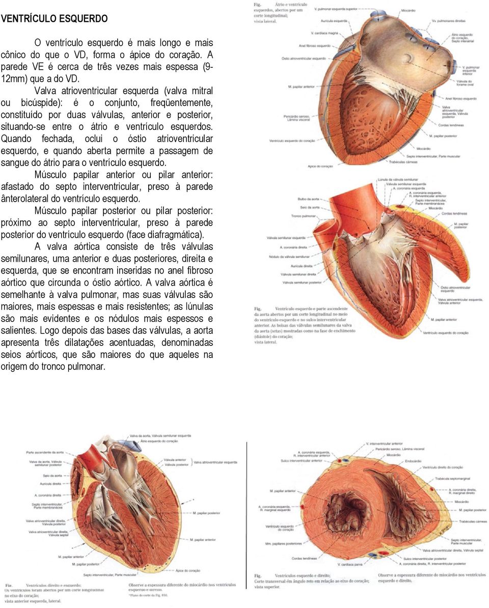 Quando fechada, oclui o óstio atrioventricular esquerdo, e quando aberta permite a passagem de sangue do átrio para o ventrículo esquerdo.