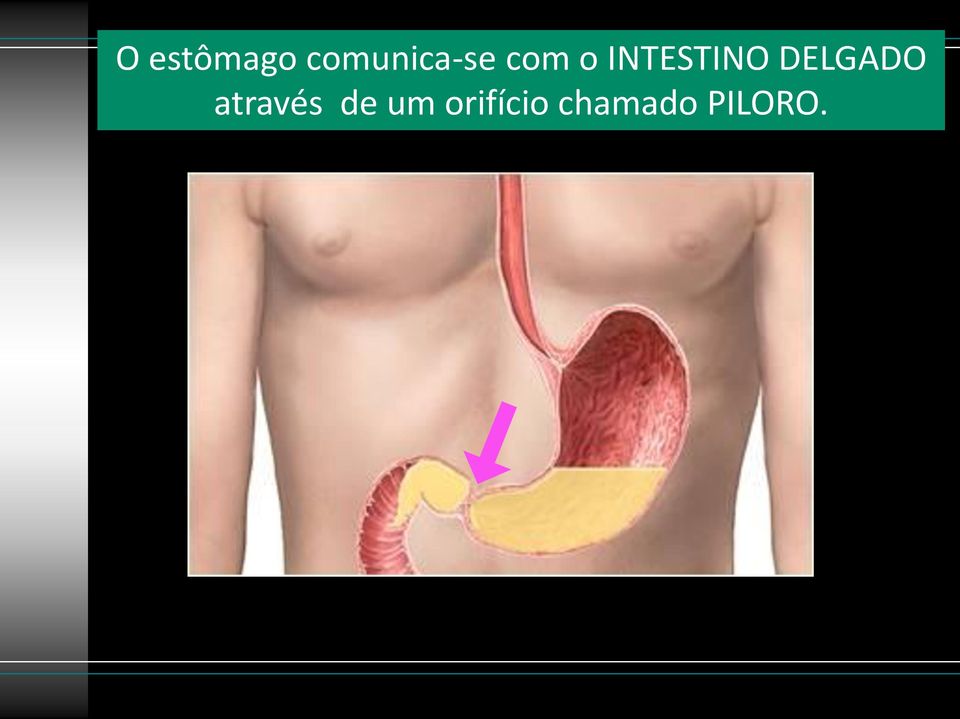 INTESTINO DELGADO