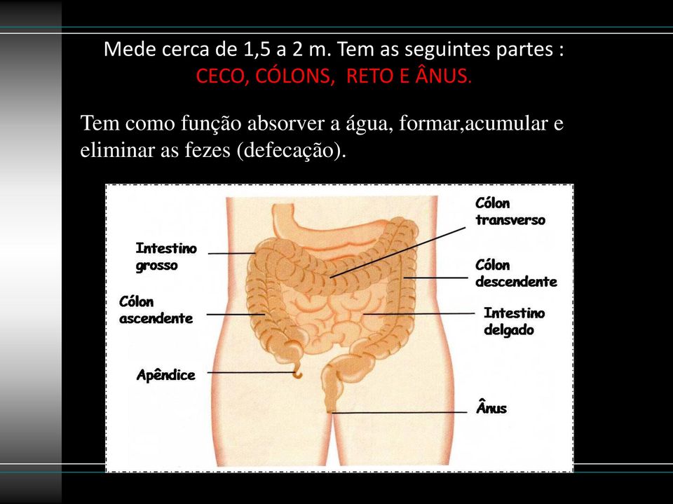 RETO E ÂNUS.