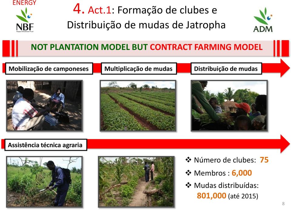 MODEL BUT CONTRACT FARMING MODEL Mobilização de camponeses Multiplicação