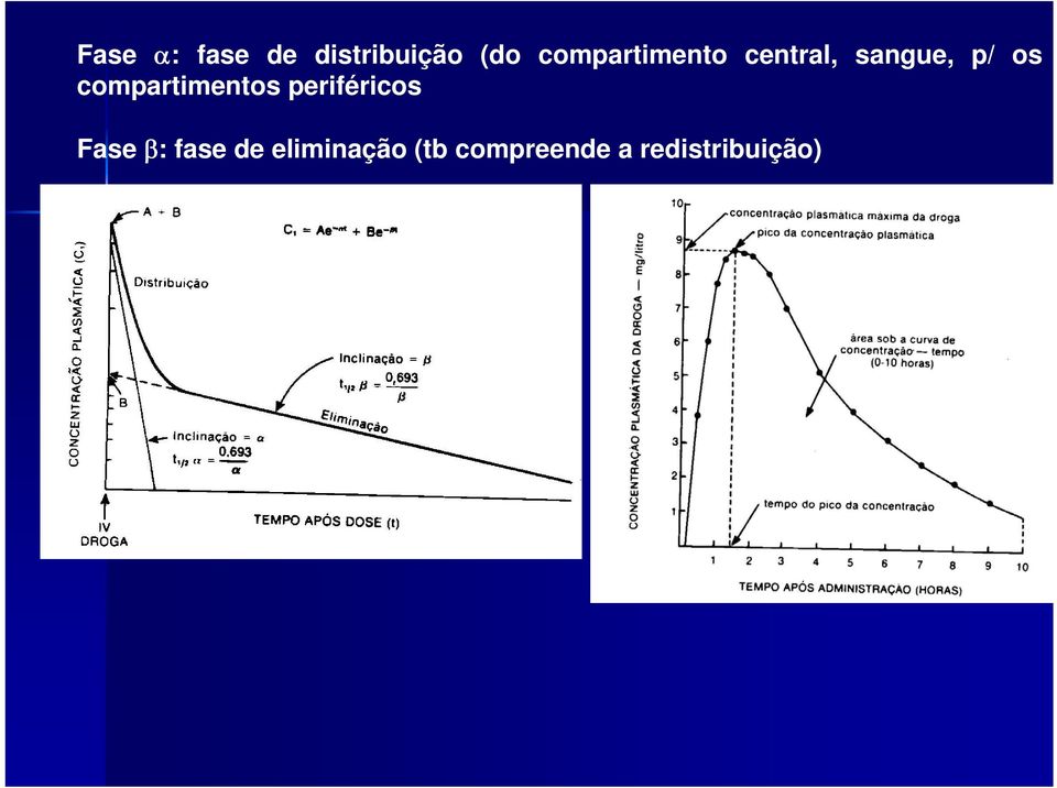 compartimentos periféricos Fase β: