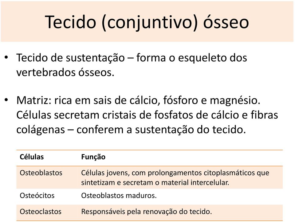 Células secretam cristais de fosfatos de cálcio e fibras colágenas conferem a sustentação do tecido.