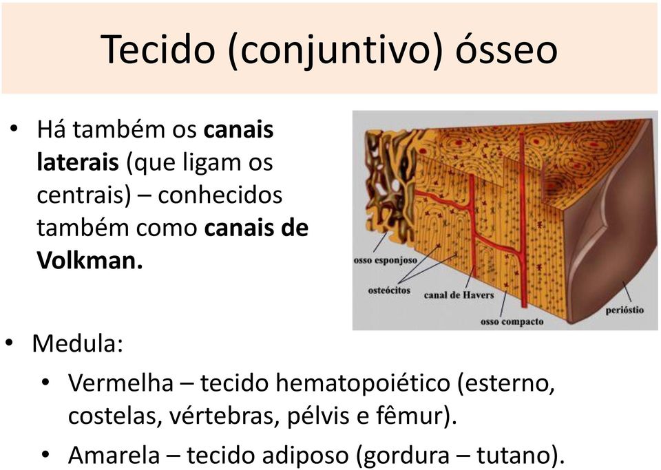 Medula: Vermelha tecido hematopoiético (esterno, costelas,